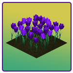 Purple Tulips