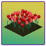 Red Tulips