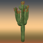 Flowered Large Cactus 1