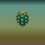 Plain Round Cactus 3