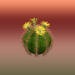 Flowered Round Cactus 2