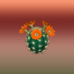 Flowered Round Cactus 3