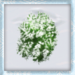 Snowy Low Round Shrub